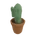 Small Cactus