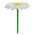 Single Daisy