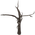 Bare Tree
