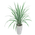 Spiky Plant