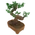 Bonsai Tree