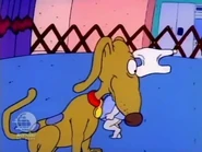 A now-diaperless Tommy walks up to Spike's back