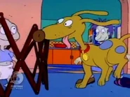 Tommy giggles as Spike jumps into the playpen