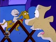 Tommy giggles as he continues to ride around the playpen on Spike with no clothes on