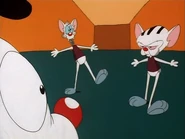 Pinky and the Brain as the toy cat