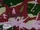 Rugrats - The Inside Story 173.jpg