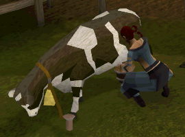 Milking cow