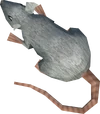 Cave mouse detail
