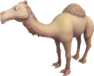 Camel