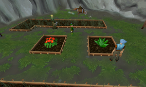 Farming herbs