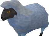 Sick-looking sheep (3)