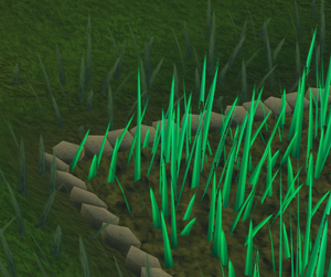 Snape grass6