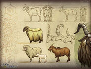 Sheep and Goat Artwork