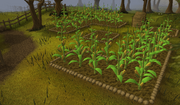 Runescape - Sweetcorn Patch