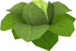 Brassica