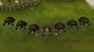 Glouphrie creates an army of illusory giant tortoises.