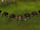 The Eyes of Glouphrie