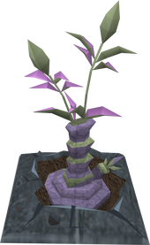 Blightleaf plant