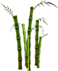Bamboo (m)