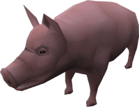 Pig