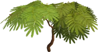 Acadia tree.png