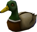 Duck