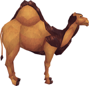 One camel.