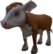 Baby cow