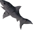 Raw tiger shark detail