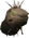Xinachto chathead