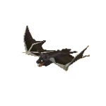 Vampire bat