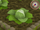 Cabbage5.png