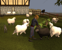 Sheep Shearer