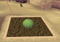 Potato cactus seed | RuneScape Wiki | Fandom