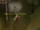 Drunken Dwarf on Tutorial Island.png