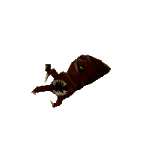 Bloated leech