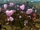 2017 Valentine's Day event.png