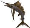 Sailfish detail