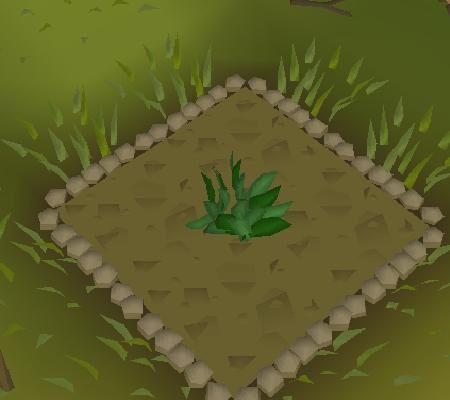 Herbes.jpg