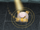 Golden loot beam 3.png