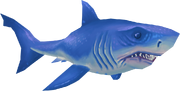 Great white shark (Aquarium)