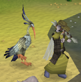 Fishing with an Ibis