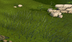 Ground decoration adds small details such as blade of grass