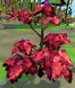 Rumberry bush.png