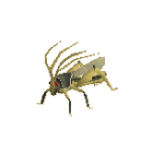 Ravenous locust