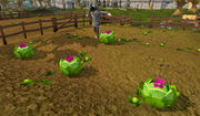 Cabbages with partyhats