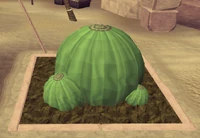 Potato cactus seed | RuneScape Wiki | Fandom
