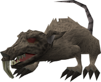 Rat - The RuneScape Wiki