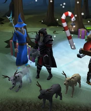 Washing the stray dogs.