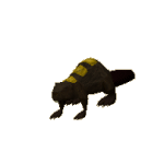 Beaver